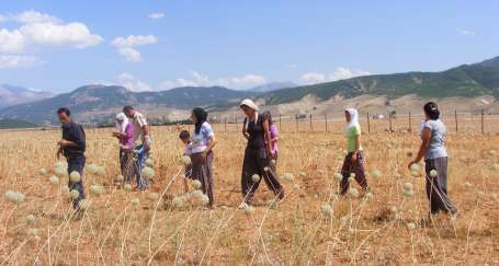 Sarımsağı evcilleştiren kadınlar mağdur edildi