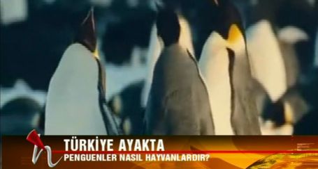 Erdoğan'a penguenli karşılama!