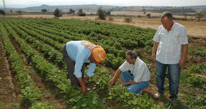 Çiftçinin başı belada