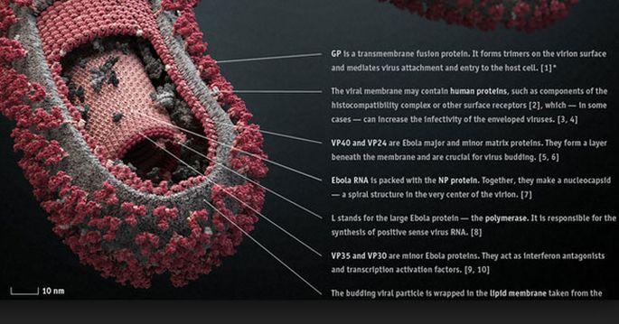 Ebola virüsüne karşı 3 tür aşı üretiliyor