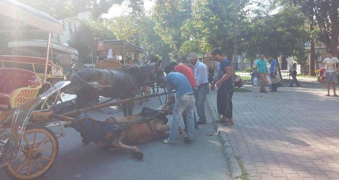 Faytona binme atlar ölüyor