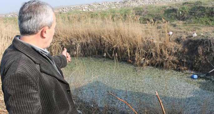 Milyonlarca ölü balık yavrusu kıyıya vurdu