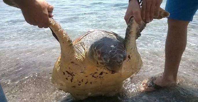 Ölü Caretta caretta sahile vurdu