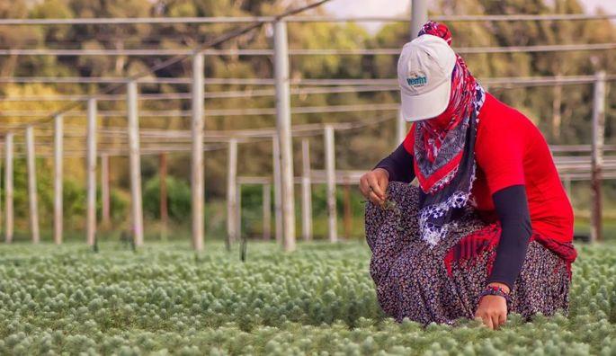 Tarım işçilerinin yevmiyesi 40 TL oldu 