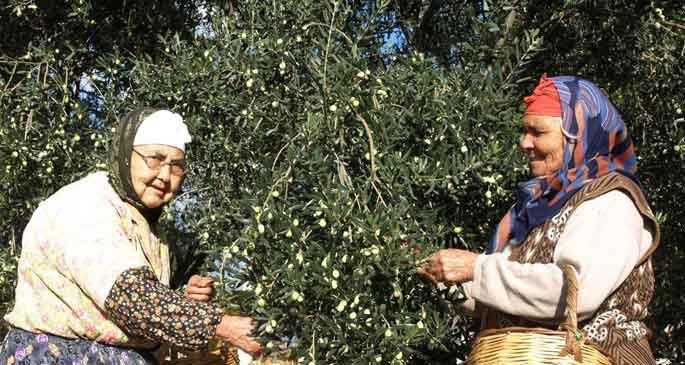 Zeytin işçisi kadınlardan farklı ücrete tepki