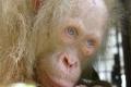 İlk kez karşılaşılan albino orangutan korumaya alındı