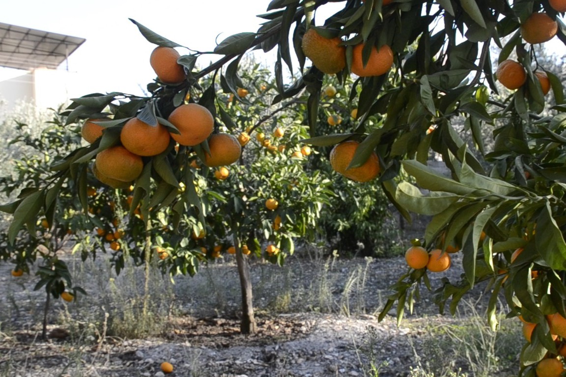 Narenciye ve zeytin bahçeleri tehlikede: 'Çiftçi kendi toprağında mağdur ediliyor'