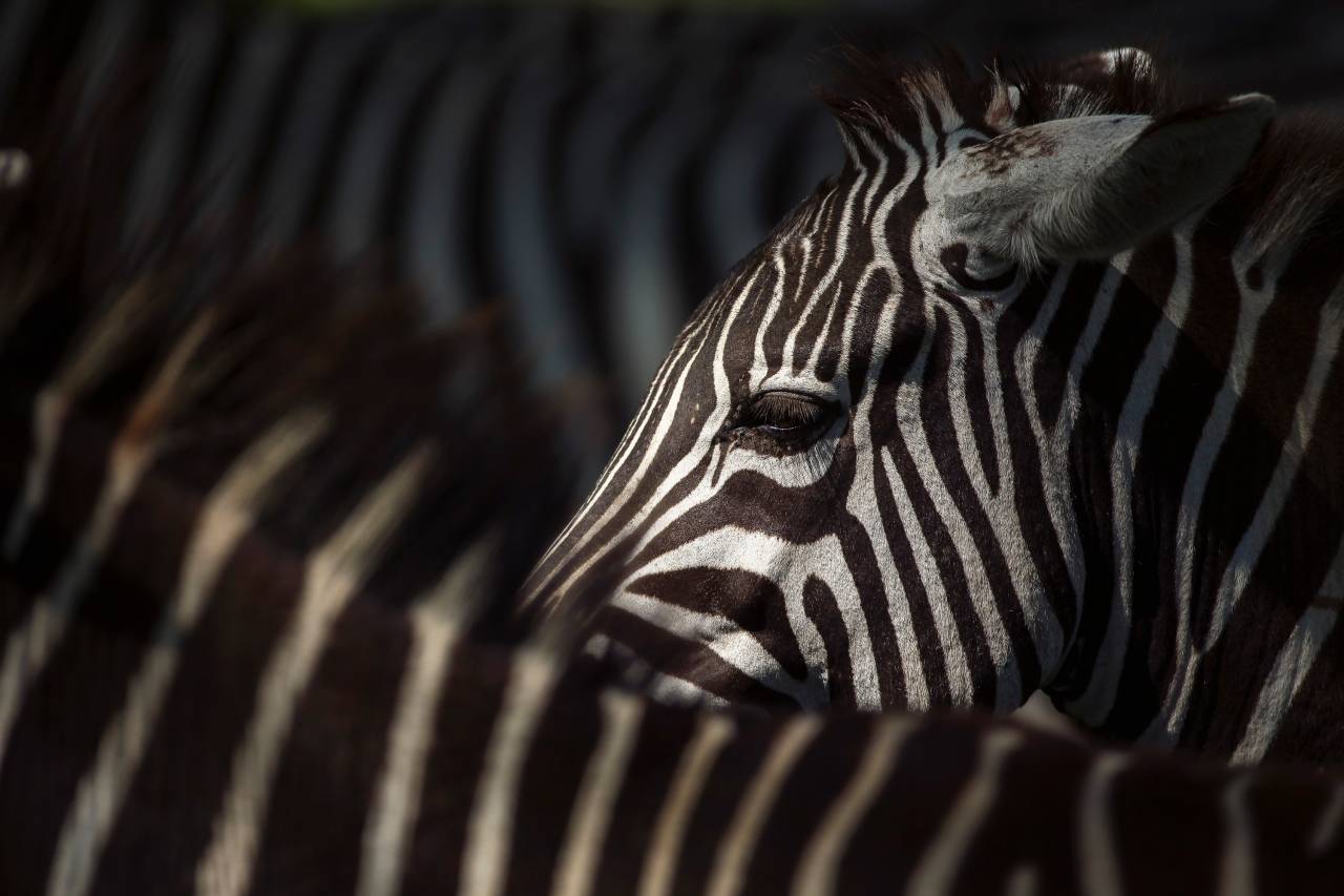 Zebra çizgileri: Görüntüden daha fazlası