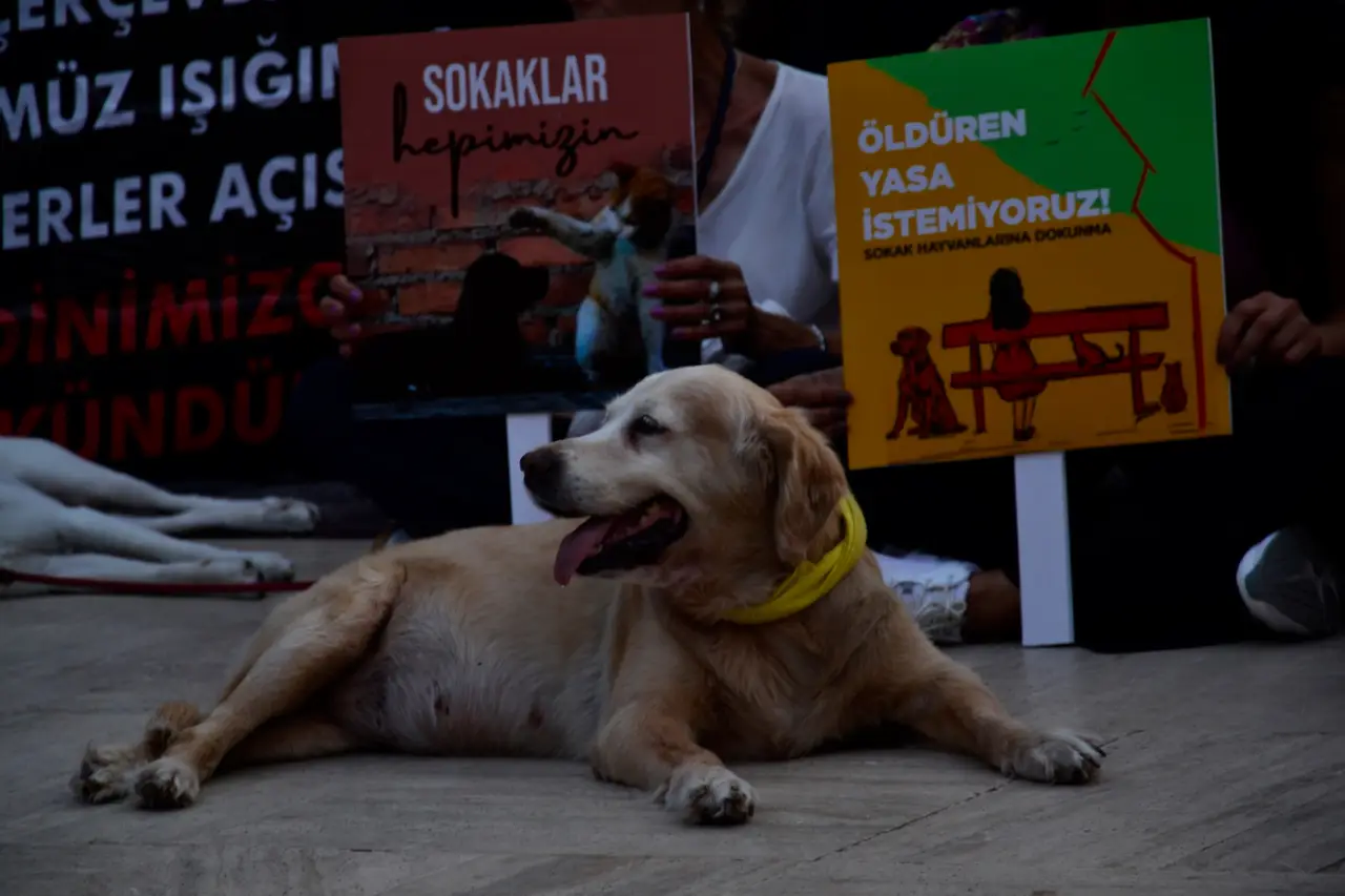 İçişleri Bakanı Çiftçi duyurdu: Sokak köpeklerinin hepsi barınaklara alınacak