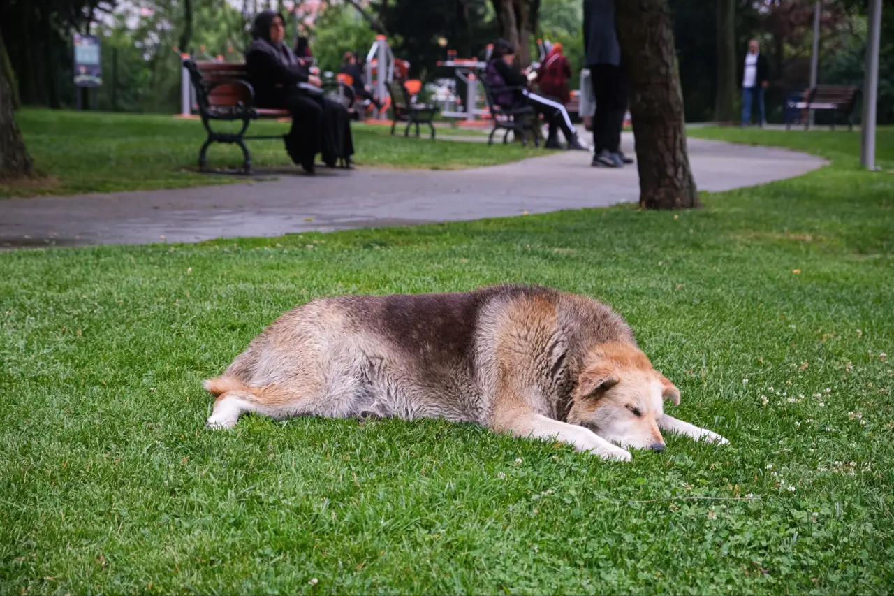 NATO öncesi sokak köpeklerinin toplatılması emri verildi