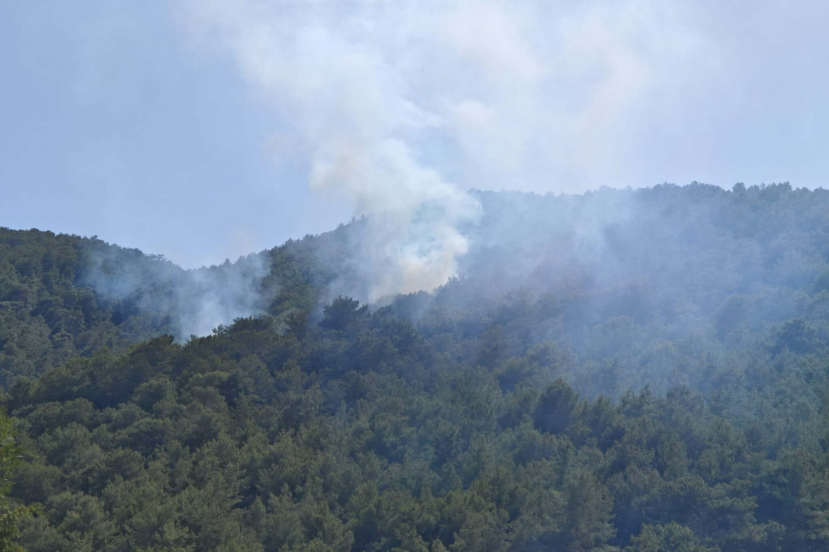 Muğla'da orman yangını
