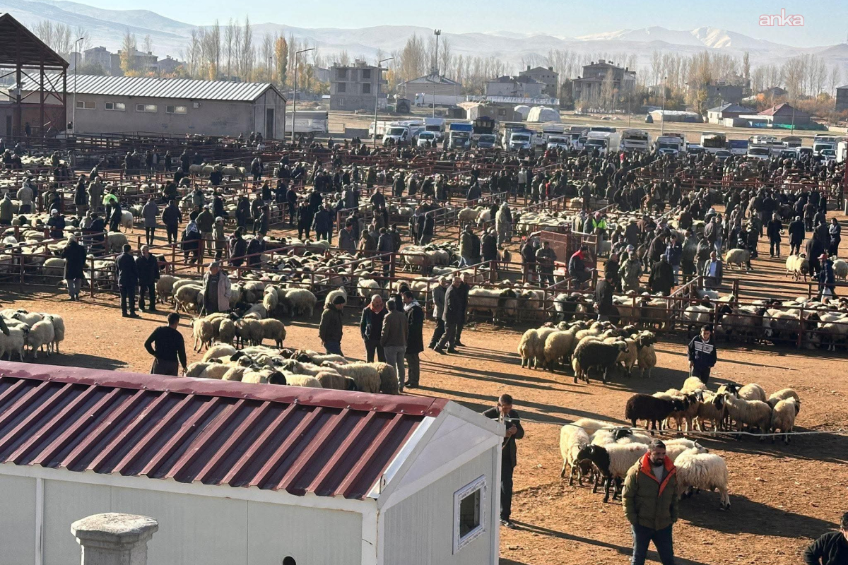 Van’da kurbanlık pazarı durgun: Besiciler maliyet artışından şikayetçi