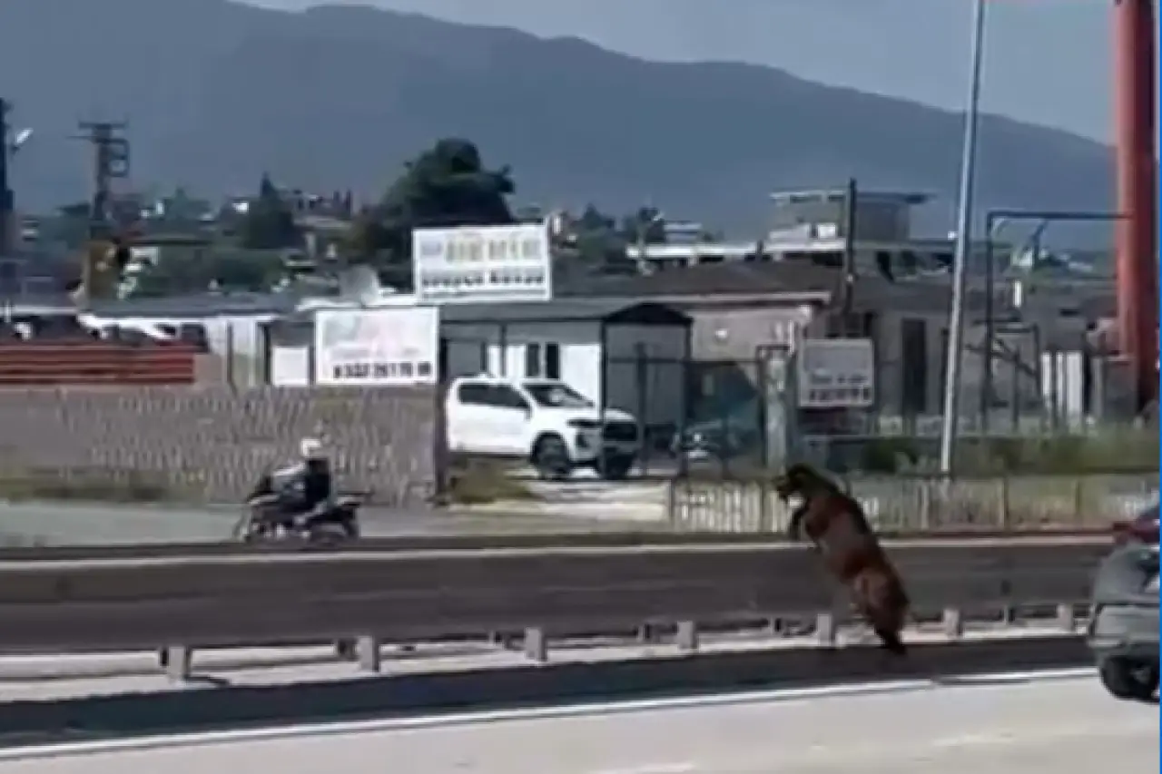 Kurbanlık keçi kaçarak izini kaybettirdi