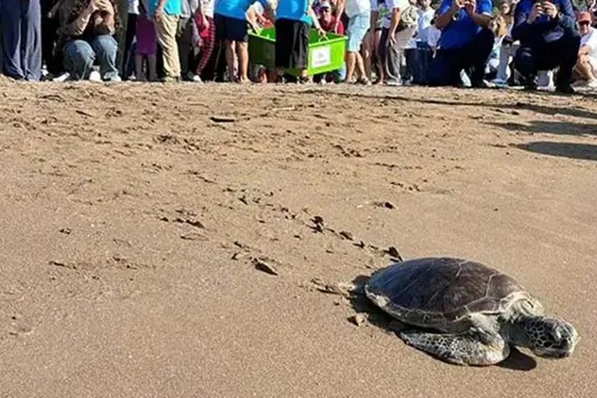 EKODOSD’den deniz araçlarına uyarı: Caretta carettalar büyük risk altında