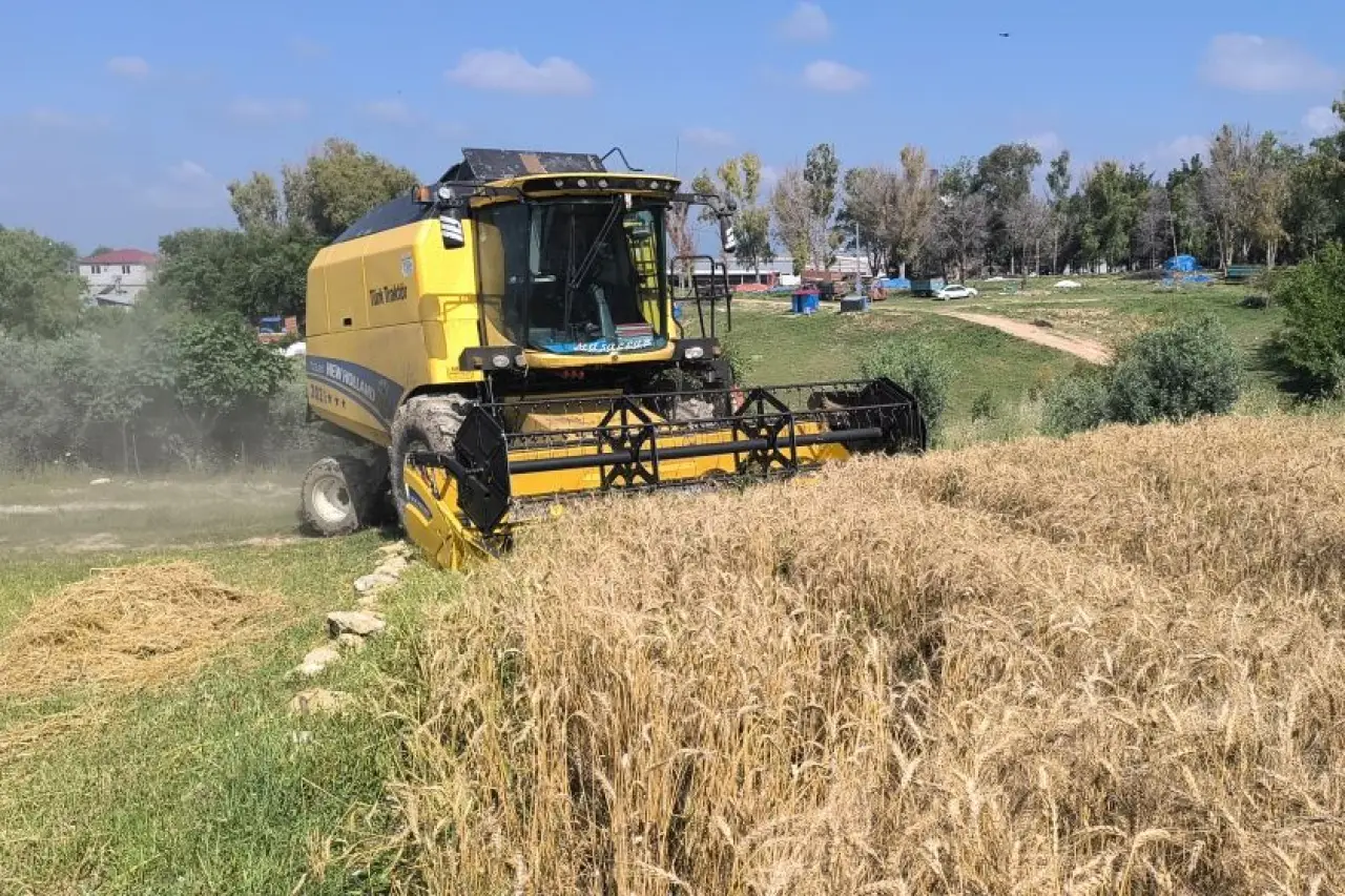 Osmaniye’de buğday hasadı başladı: Çiftçi taban fiyatın 25 lira olmasını istiyor