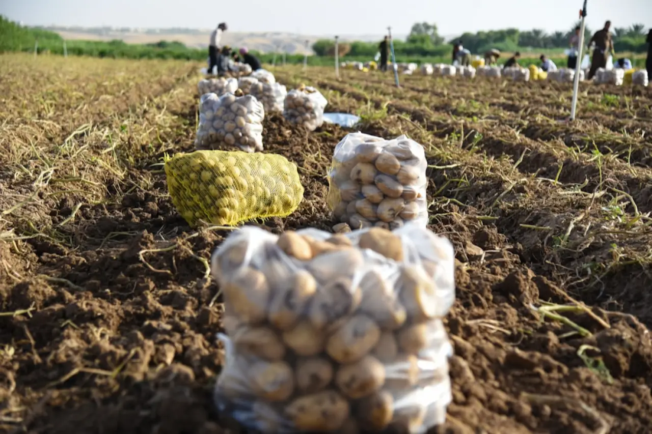 Afyon'da patates üreticisi borç kıskacında: Köyde traktör kalmadı, bankalar el koydu
