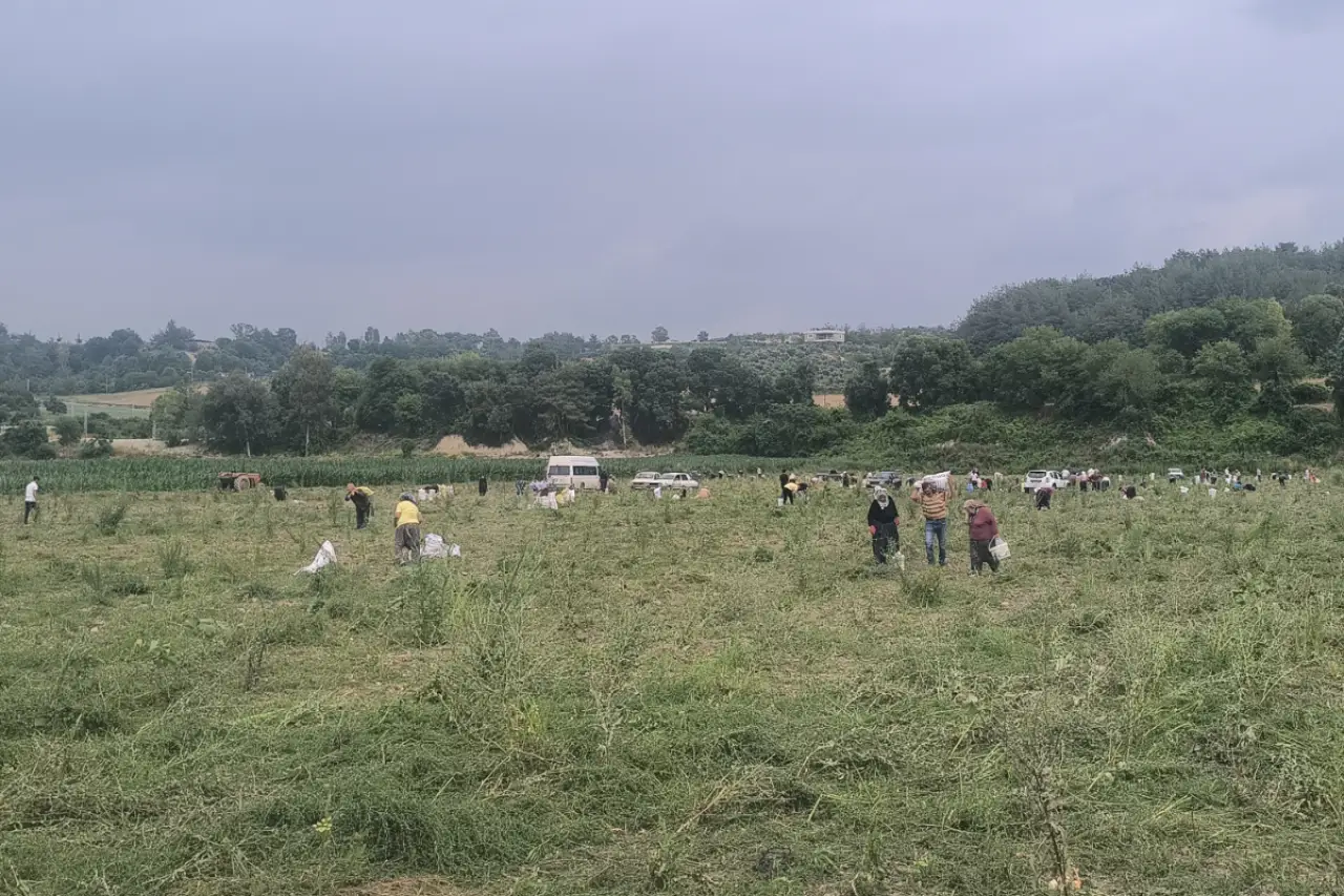 Ürettiği soğanı satamayan çiftçi tarlasını yurttaşa açtı