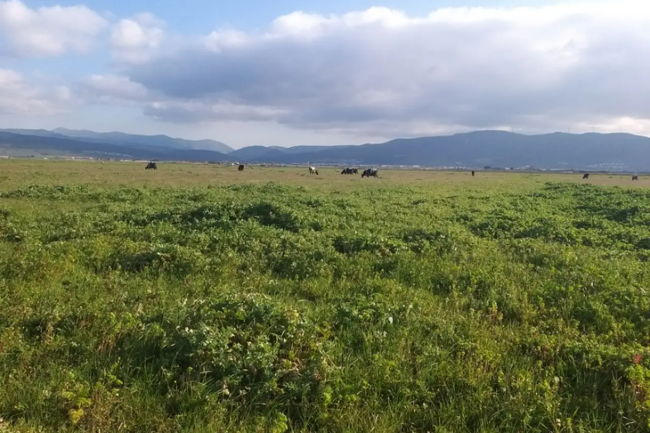 Kınık merasına Organize Sanayi Bölgesi yapılmasına mahkeme 'dur' dedi