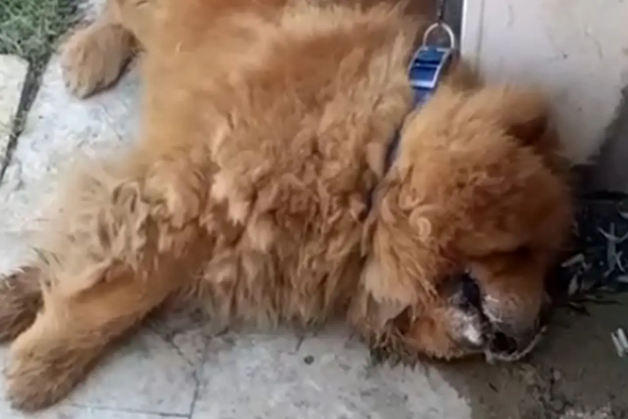 Köpeğin eziyet sonucu öldüğü iddiasına ilişkin 1 gözaltı