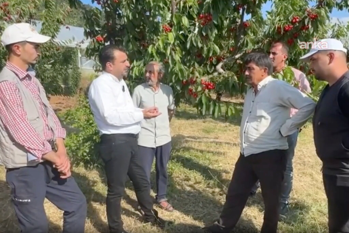 CHP'li Başevirgen, kiraz üreticilerini ziyaret etti: 'En son iyi para kazandığım dönemde sakallarım siyahtı'