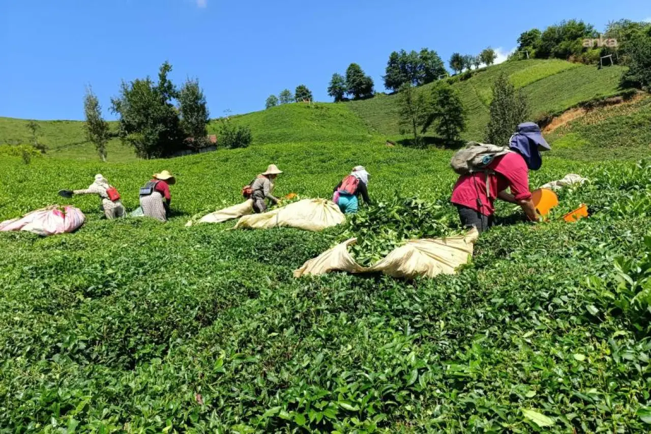 Rize'de çay üreticilerinden ÇAYKUR'a kota tepkisi: Yeter artık bu işe son verin