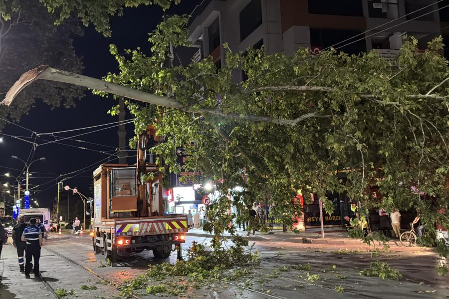 Kocaeli'de çınar ağacının kopan dalı tramvay seferlerinin aksamasına neden oldu