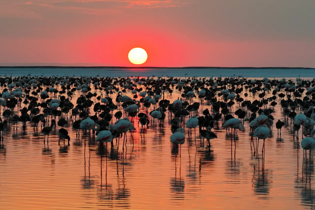 Tuz Gölü'nde yavru flamingo sayısı son 5 yılın en yüksek seviyesine ulaştı
