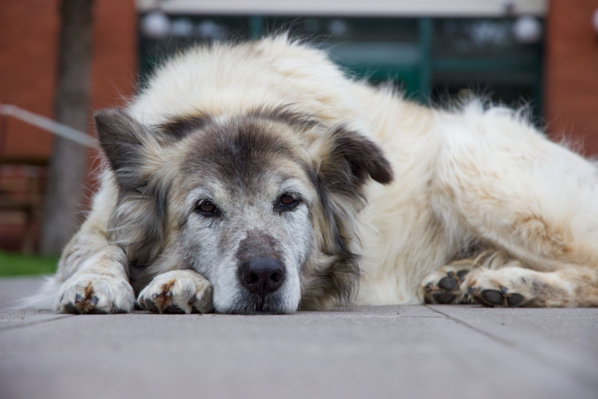 Evcil dostlarımızda unutkanlık tehlikesi: Köpeklerde Alzheimer gerçeği