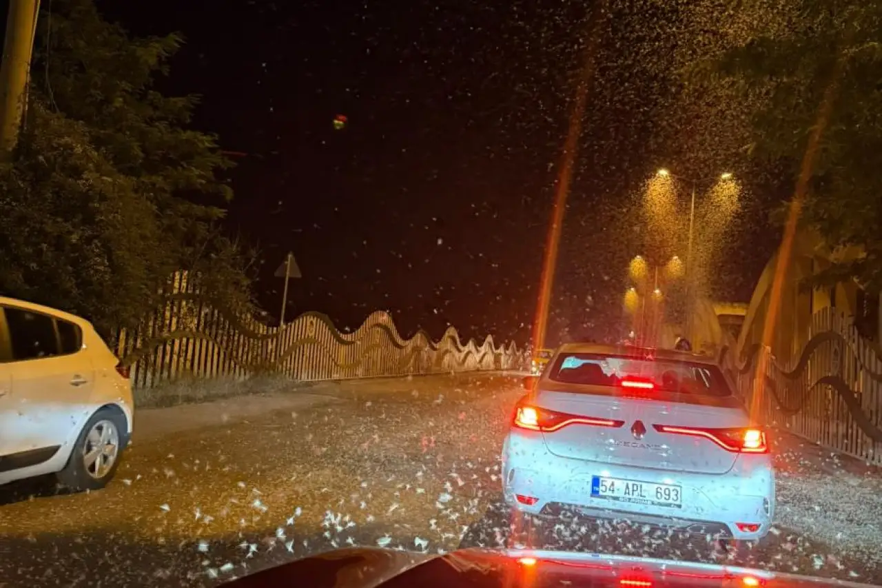 Sakarya'da milyonlarca kelebeğin ölüm dansı
