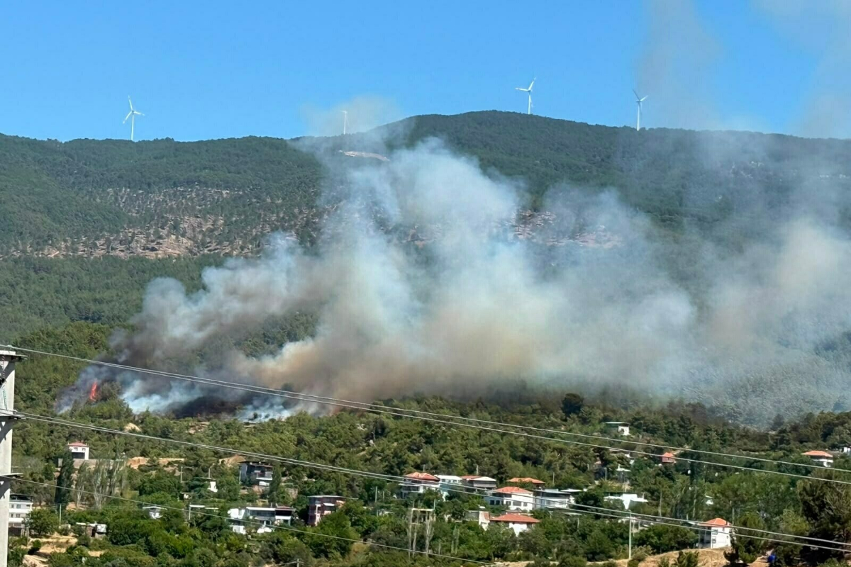 Aydın'da orman yangını