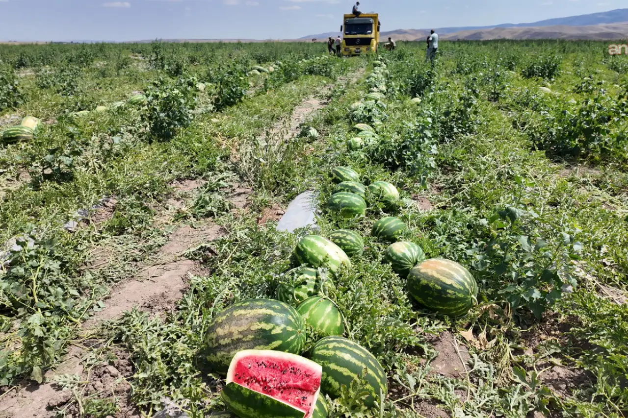 Karpuz hasadına başlayan Yozgatlı üretici: “Çiftçiliğin sürdürülebilir bir tarafı kalmadı”