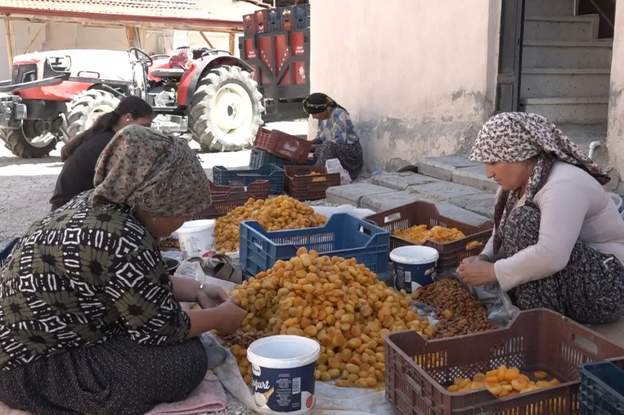 Bir grup kadın, dış alanda oturarak kayısı çekirdeği ayıklıyor