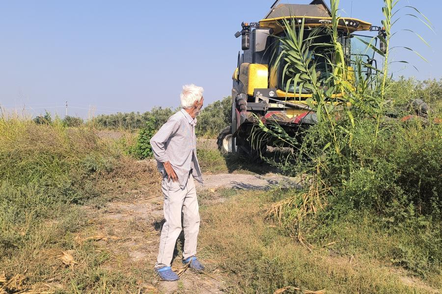 Mısır hasadı yapan çiftçi: "Çiftçi öldü, gıyabi cenaze namazı kılabiliriz