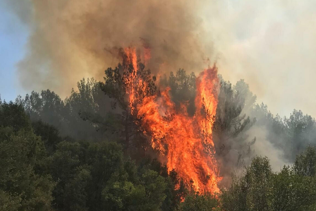 Muğla Menteşe’de orman yangını