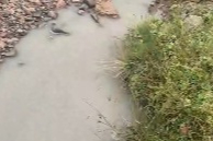 Korgan Yaylasındaki sondaj, su kaynaklarını kirletti