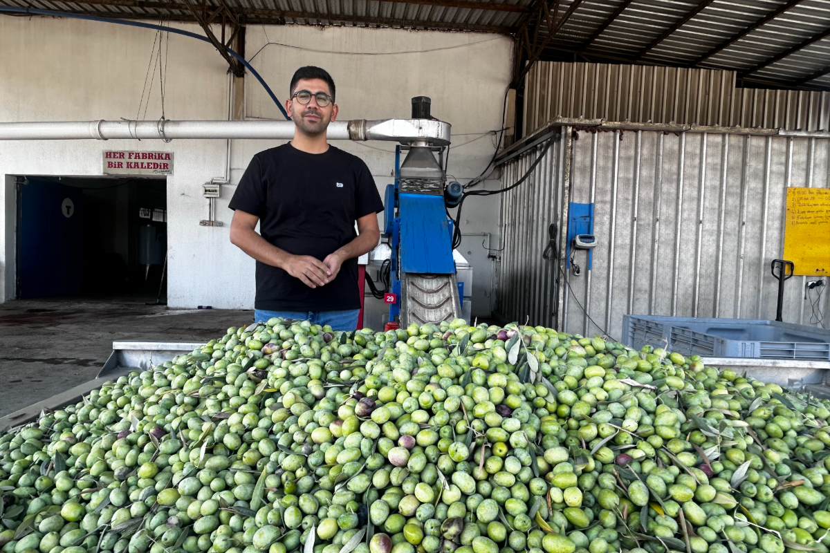 Maliyet 80 TL, satış 40 TL: Zeytin üreticisi zararına hasat yapıyor