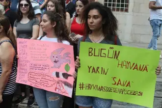 Sivas'ta yavru bir köpek şiddete maruz bırakıldı