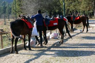 Bolu'da karantinaya alınan atların sahiplerinde ruam bulgusuna rastlanmadı