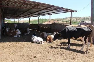 Maliyetler arttı, Artvin’de besiciler üretimden çekiliyor: “Hayvancılık artık sürdürülemez hale geldi”