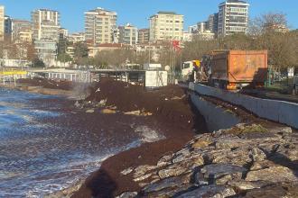 Kadıköy'de sahili yine kırmızı yosun sardı