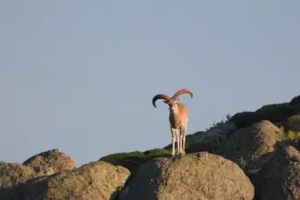 Şırnak’ta yaban hayatı katliamı: Koruma altındaki 36 dağ keçisi için soruşturma çağrısı