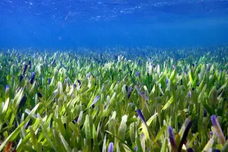 Bodrum kıyılarında deniz çayırları alarmı: 22 yılda binlerce hektarlık kayıp yaşandı