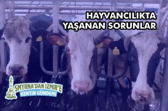 Hayvancılıkta yaşanan sorunlar | Smyrna’dan İzmir’e Kentin Gündemi