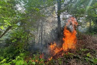 Sakarya’da bahçe temizliği için yakılan ateş ormana sıçradı, 5 dönüm alan yandı