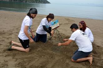 Caretta carettalar Muğla'daki İztuzu sahiline yumurta bırakmaya başladı