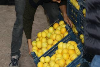 İhracat yasağıyla, depolarda 300 bin ton limon çürümeye terk edildi