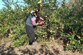 Narenciye ve limonu don vurdu| Mersin'de çiftçilerden “geçinemiyoruz” isyanı