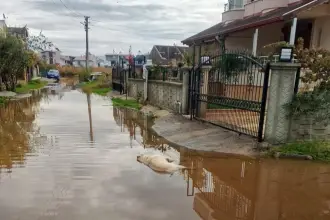 İzmir’de sağanak yağışın ardından iki köpek elektrik akımına kapılarak hayatını kaybetti