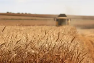 Buğday üreticileri maliyet baskısı altında: 