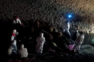 Iğdır'da koyun sürüsüne arı saldırısı: Eğime yuvarlanan bin koyun öldü
